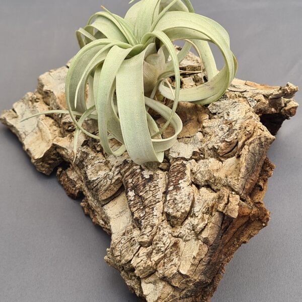 Tillandsia Xerographica