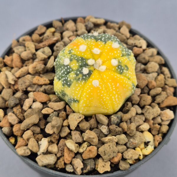 Astrophytum Nishiki variegata 003