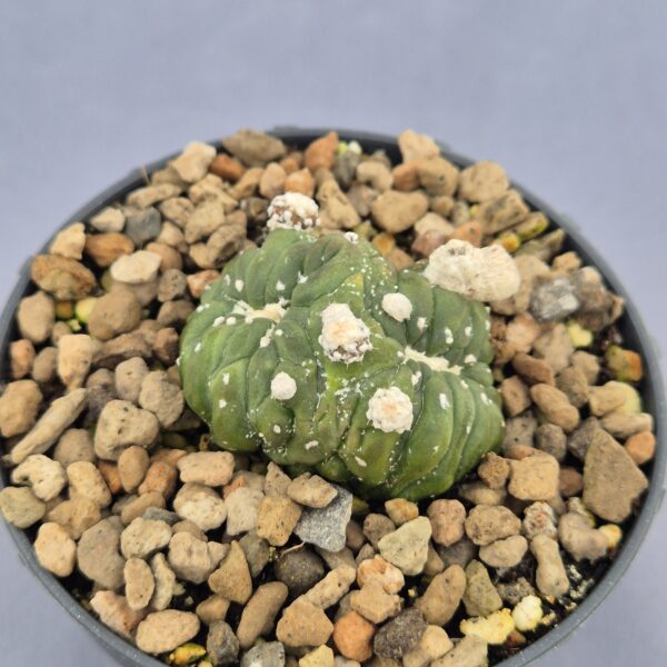 Astrohytum Asterias 'Kikko Lizard Skin'