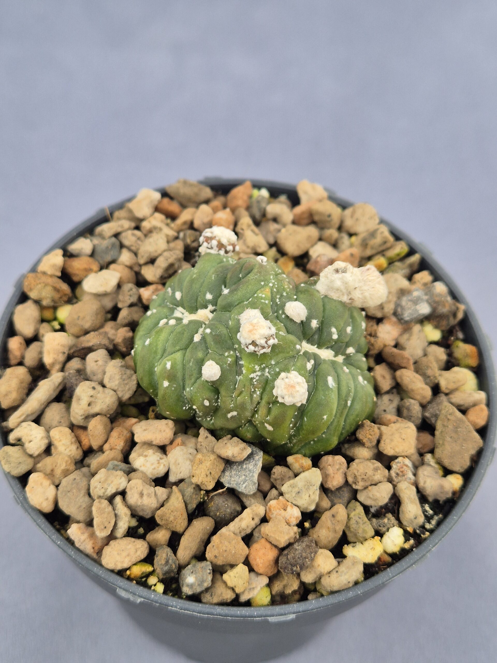 20250217_134907 Astrohytum Asterias 'Kikko Lizard Skin' - Imagen 1