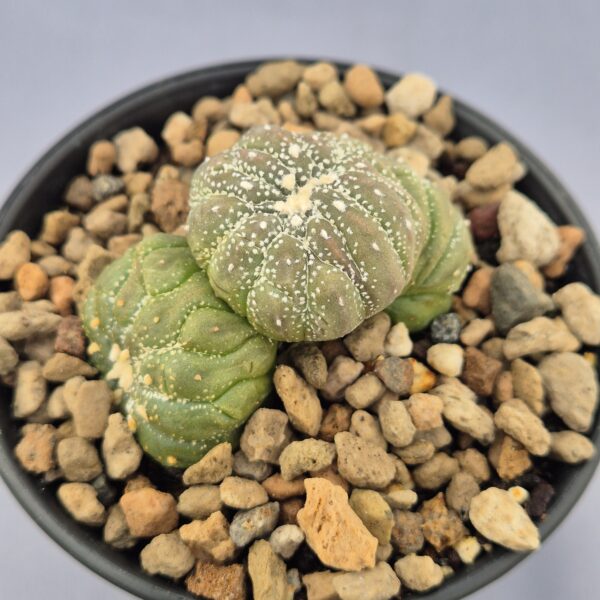 Astrophytum policéfalo