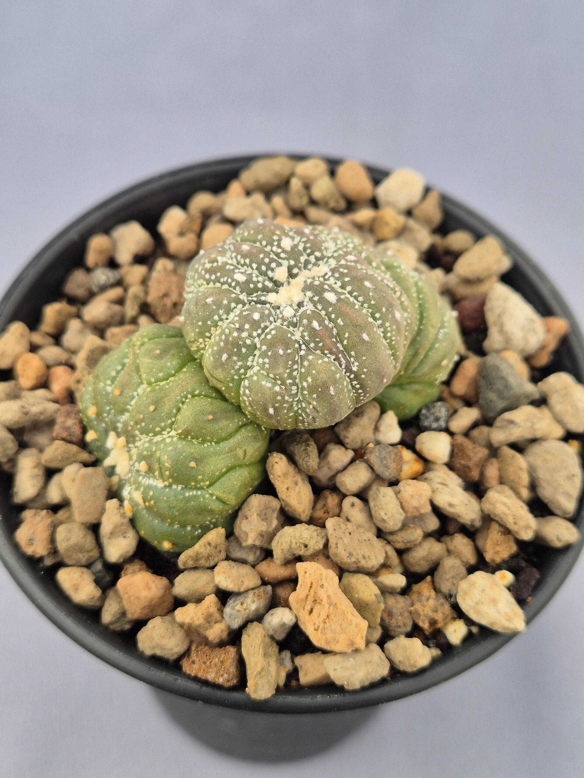 20250217_135156 Astrophytum policéfalo - Imagen 1