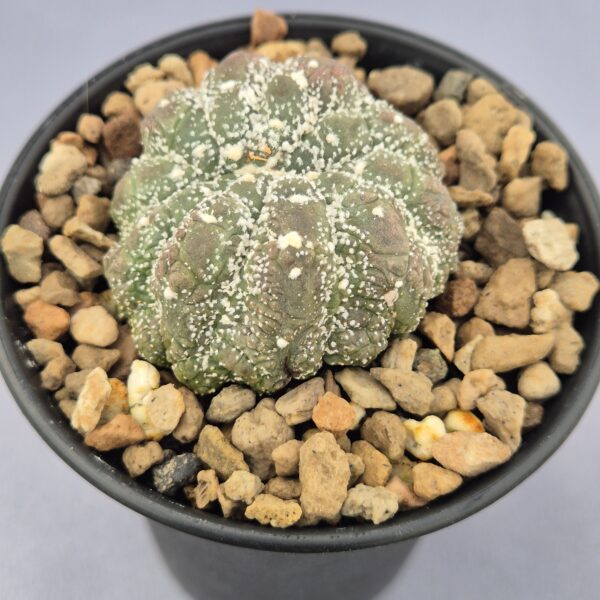Astrophytum cristata
