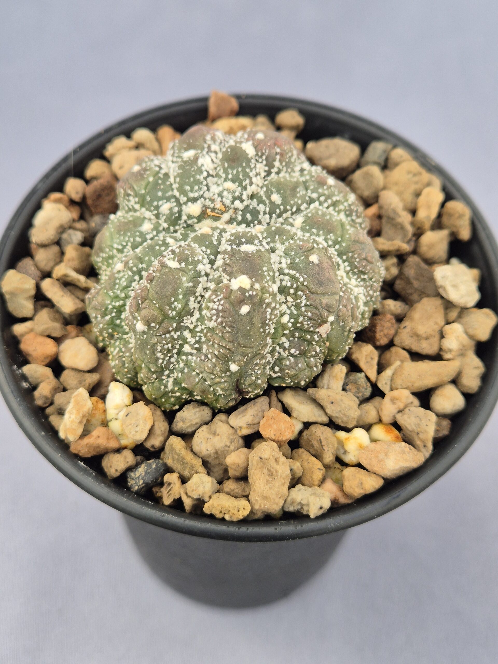 20250217_135326 Astrophytum cristata - Imagen 1
