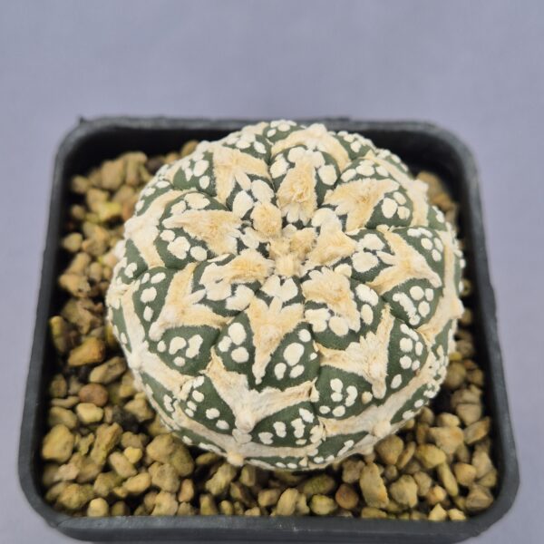 Astrophytum V-TYPE híbrido 003
