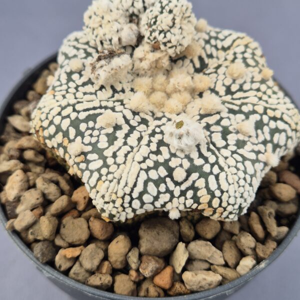 Astrophytum Asterias monstruoso 002