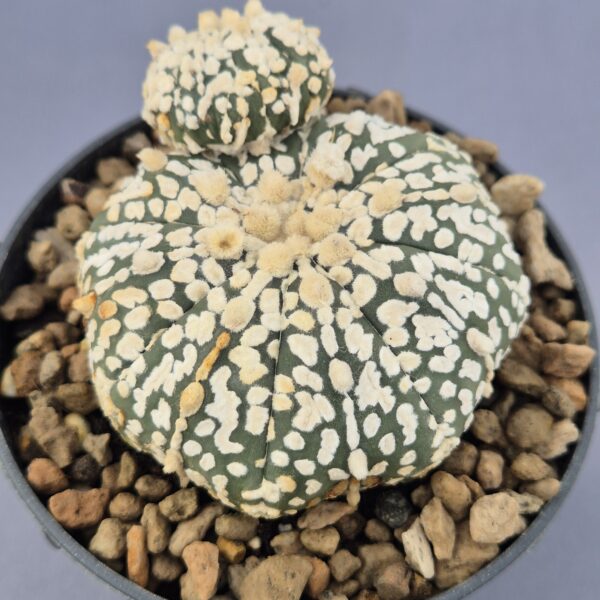 Astrophytum Asterias bicéfalo