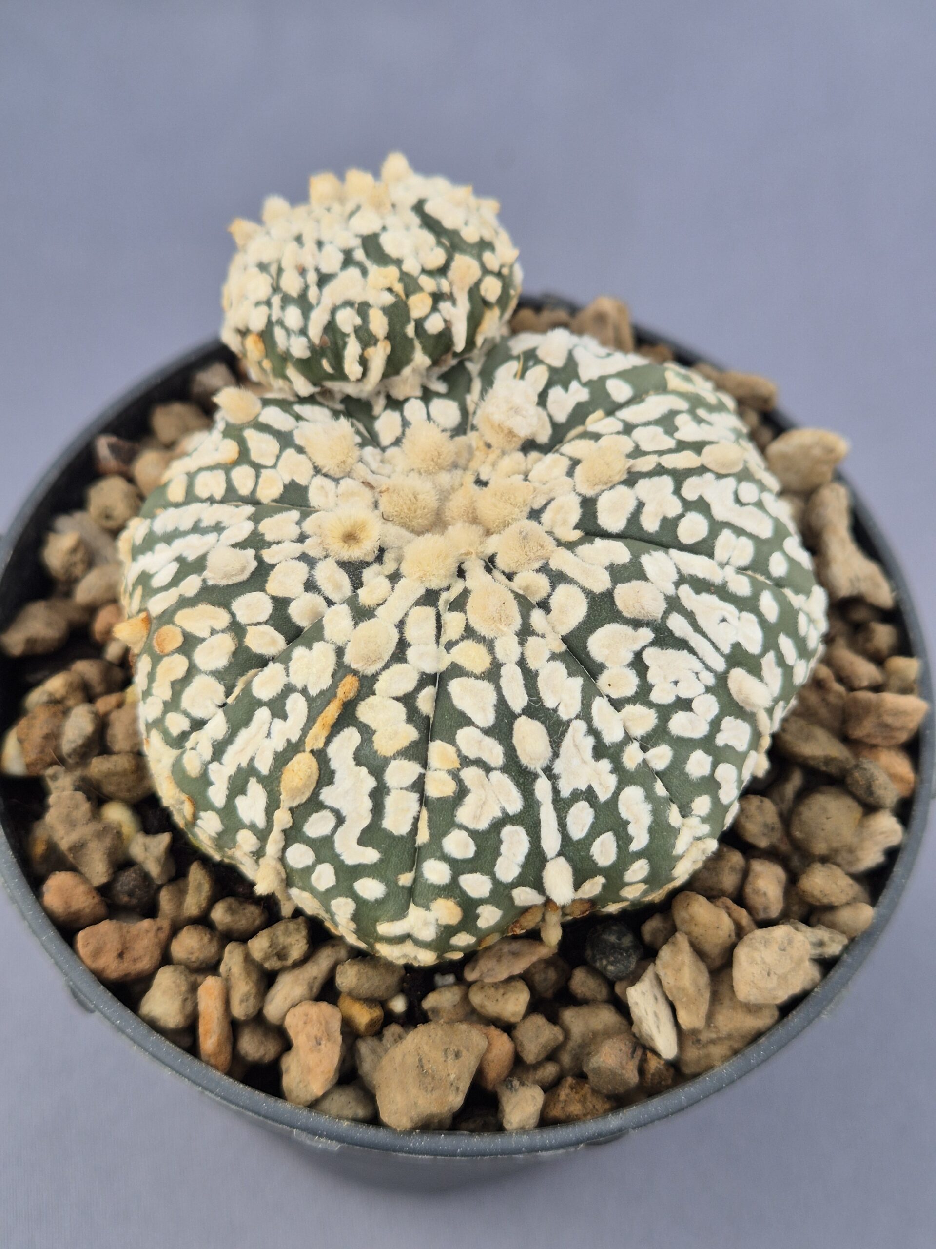 20250217_140344 Astrophytum Asterias bicéfalo - Imagen 1