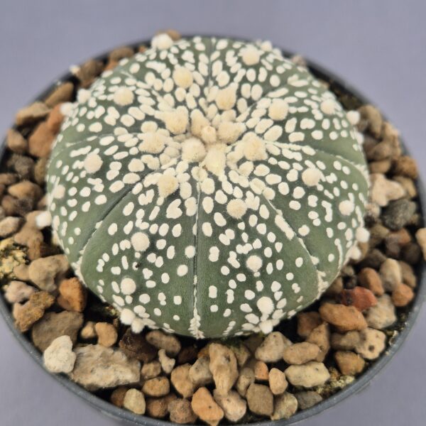Astrophytum Asterias