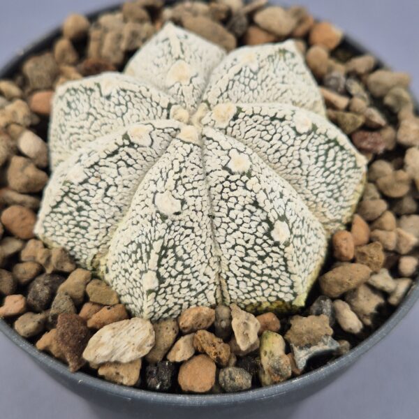 Astrophytum Onzuka