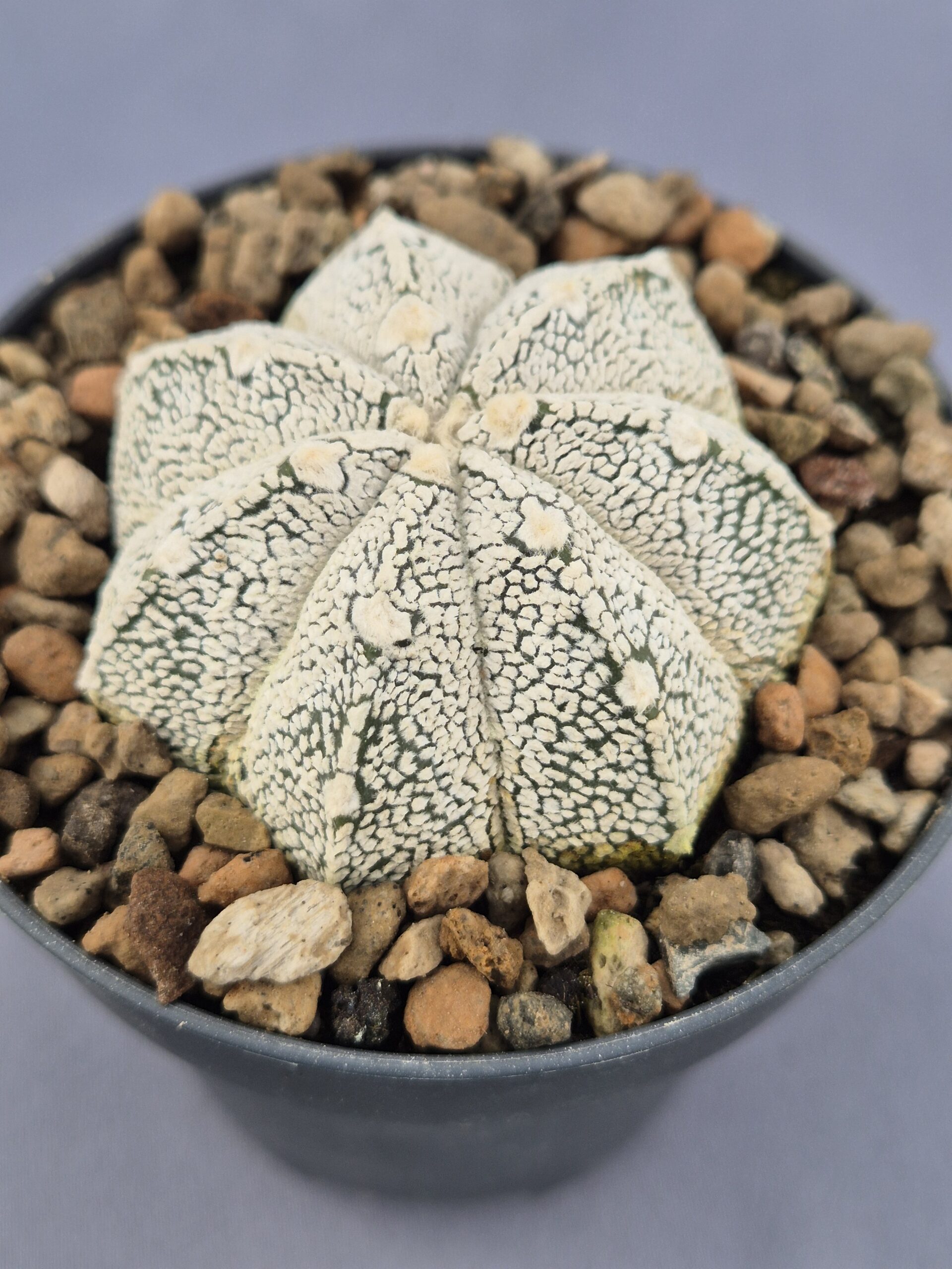 20250217_140653 Astrophytum Onzuka - Imagen 1