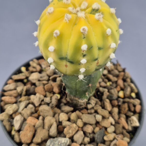 Astrophytum variegata injertado 001