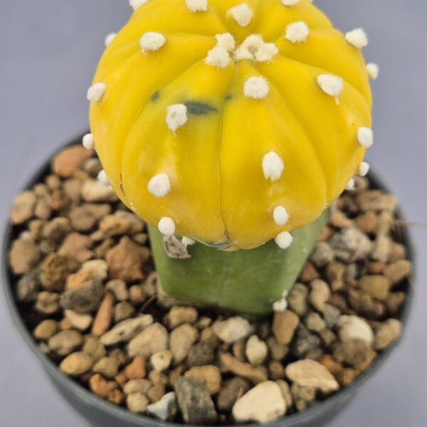 Astrophytum variegata injertado 001