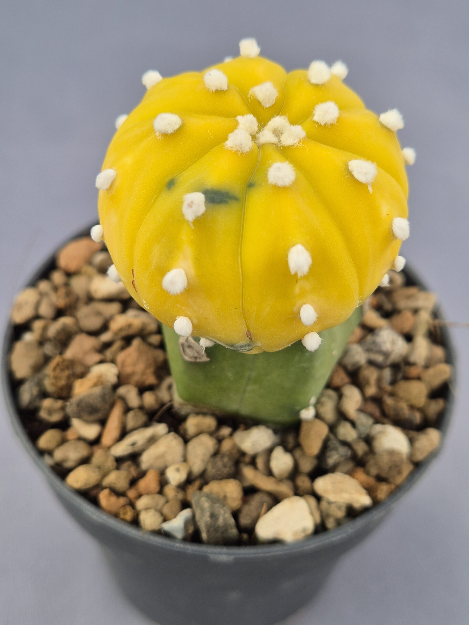 20250217_141059 Astrophytum variegata injertado 001 - Imagen 1