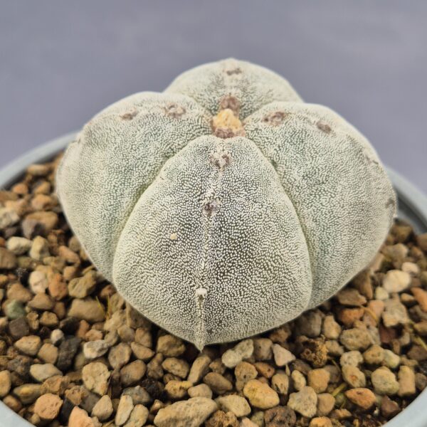 Astrophytum Quadricostatum