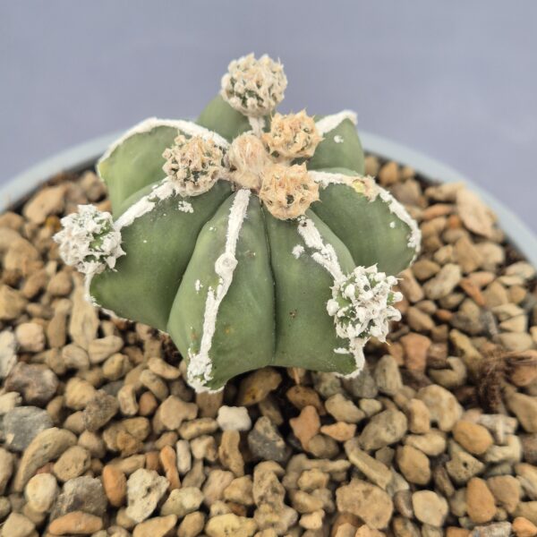 Astrophytum Myriostigma Fukuyu Haku-jo