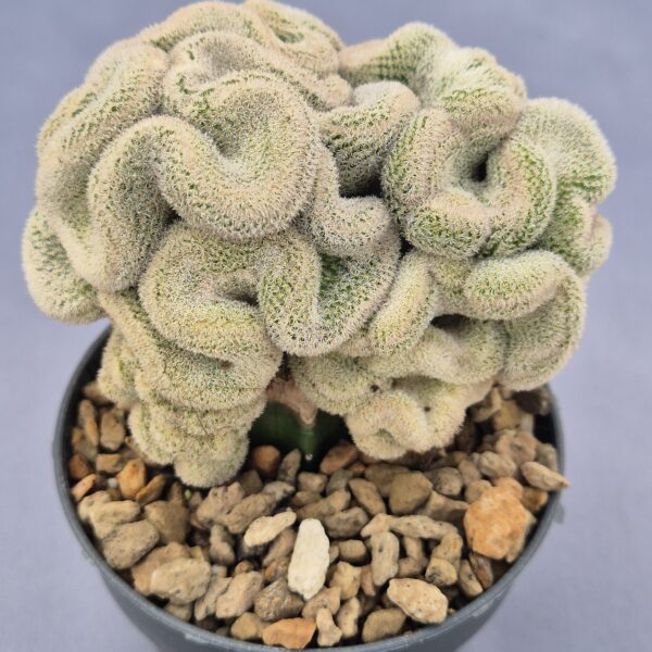 Epithelantha micromeris subs. polycephala f. crestata injertada