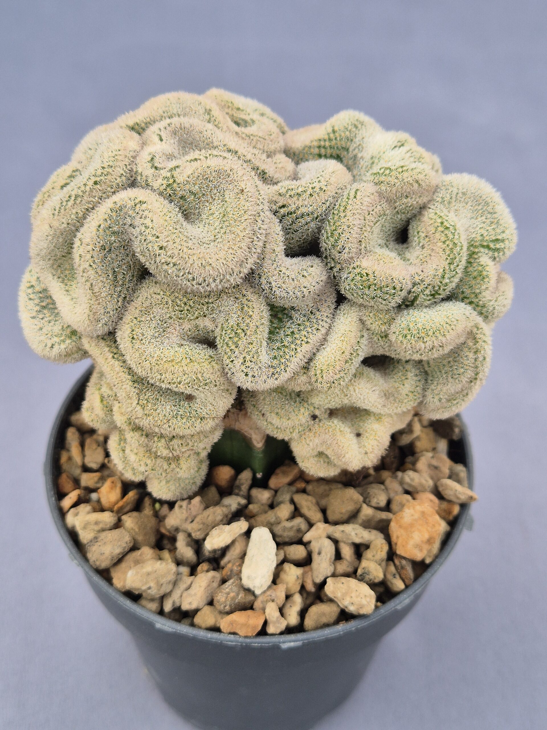 20250217_141956 Epithelantha micromeris subs. polycephala f. crestata injertada - Imagen 1