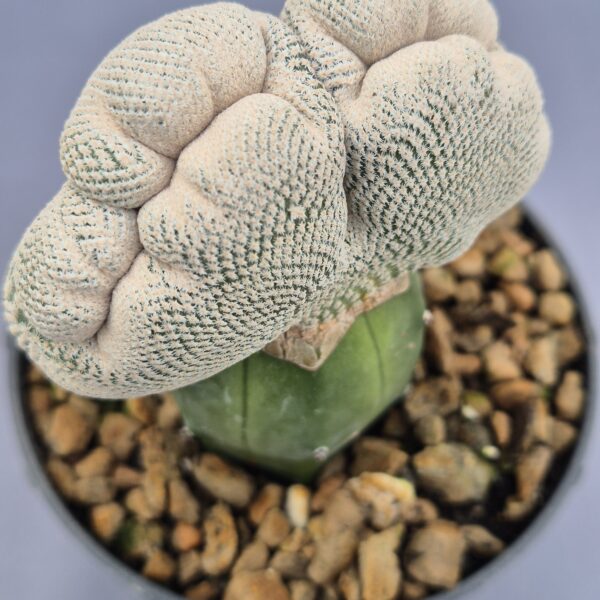 Epithelantha Bockei cristata