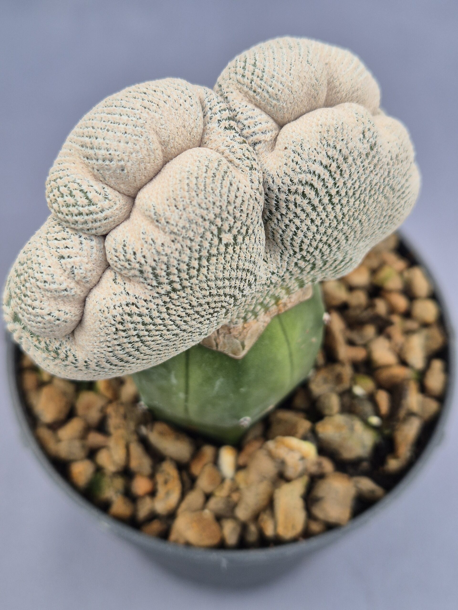 20250217_143303 Epithelantha Bockei cristata - Imagen 1