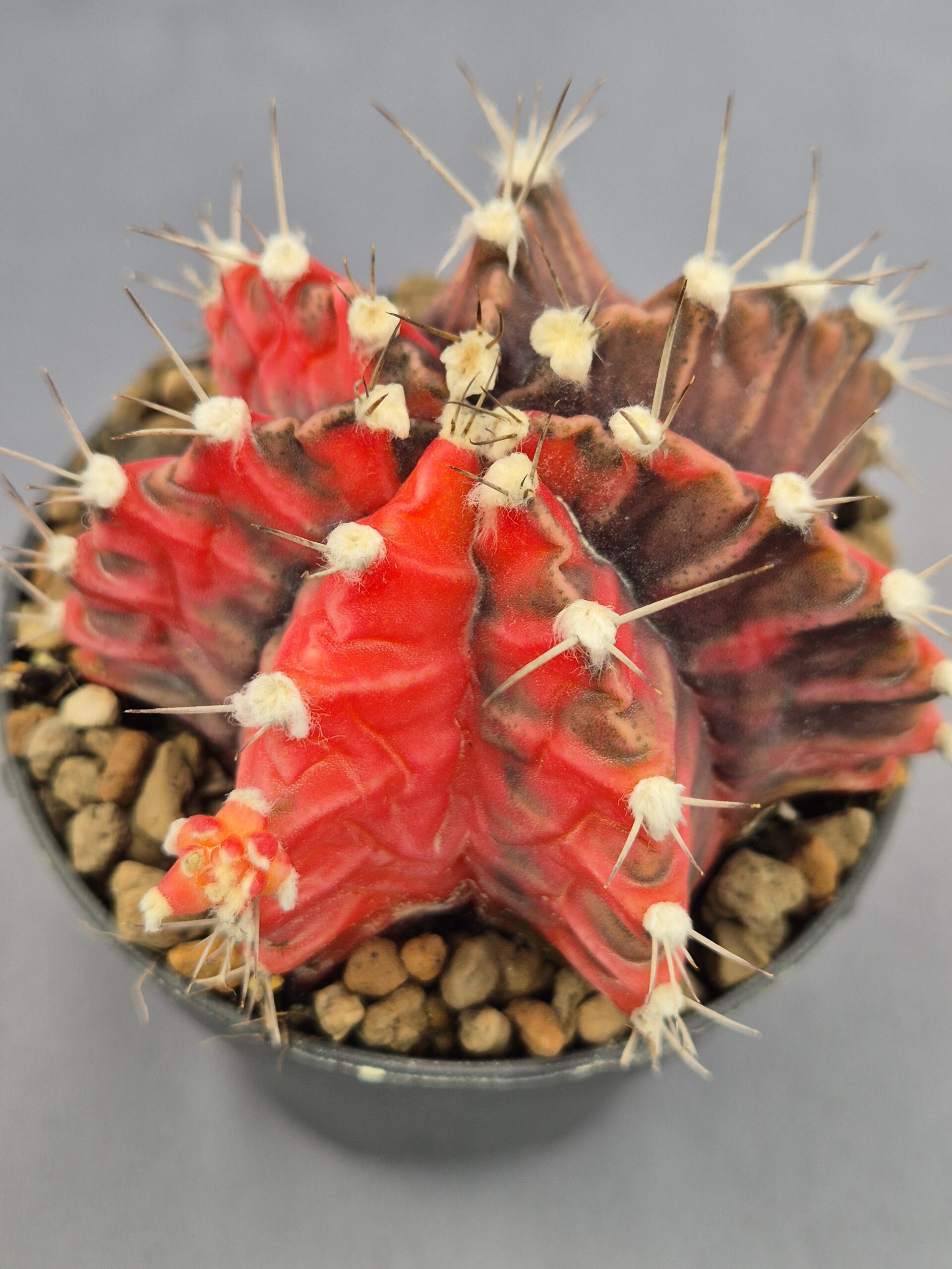 20250217_143448 Gymnocalycium Mihanovichii variegata - Imagen 1