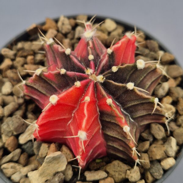 Gymnocalycium Mihanovichii variegata 001