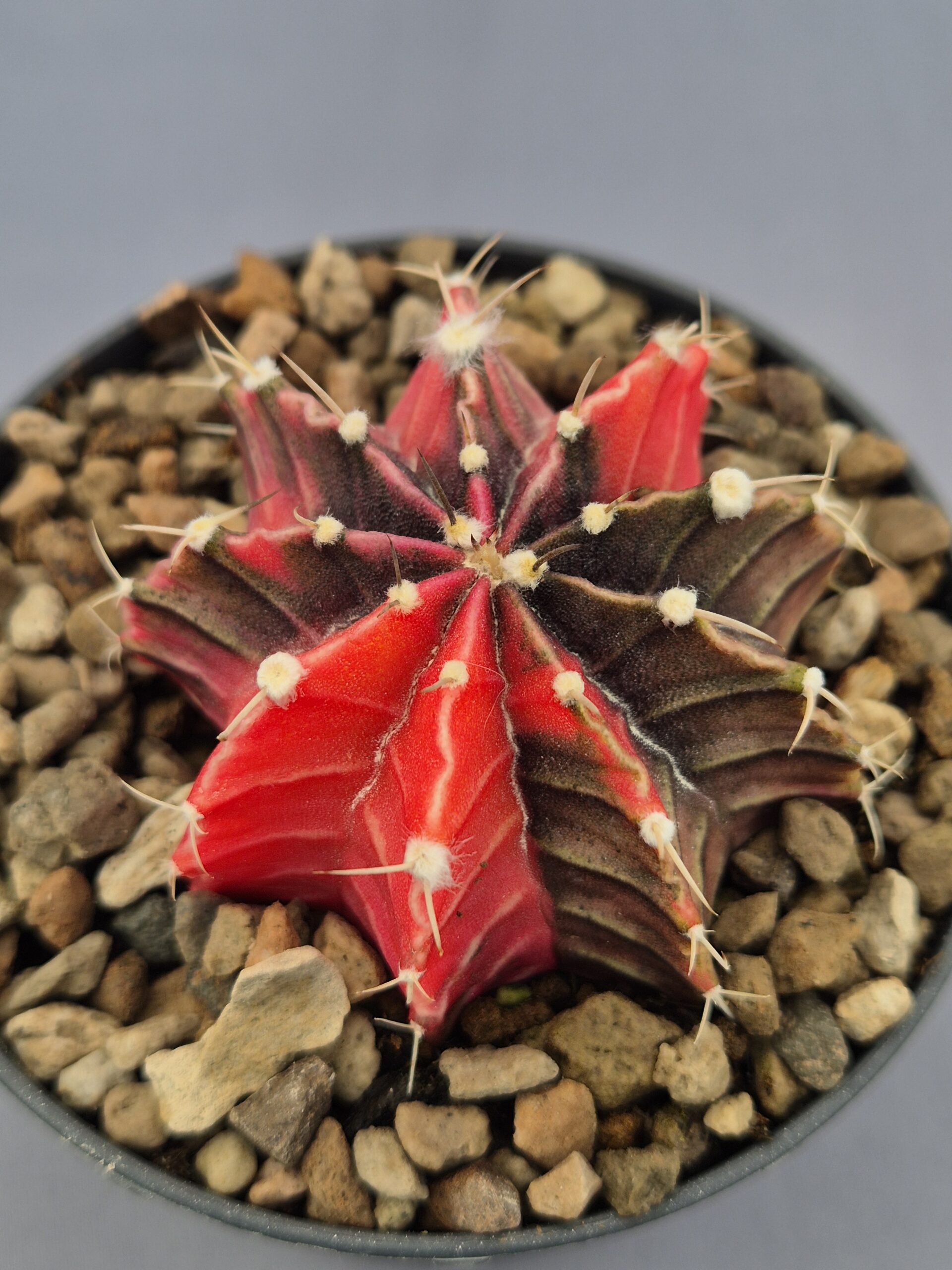 20250217_143652 Gymnocalycium Mihanovichii variegata 001 - Imagen 1