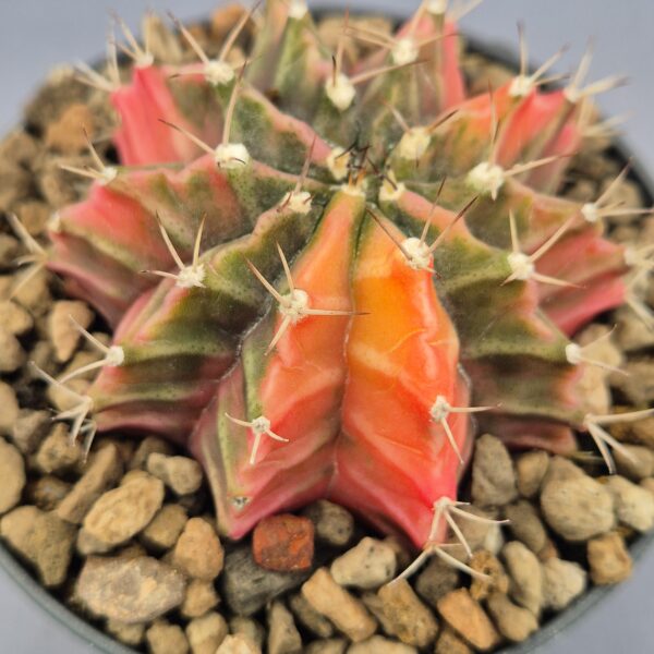 Gymnocalycium Mihanovichii variegata 002