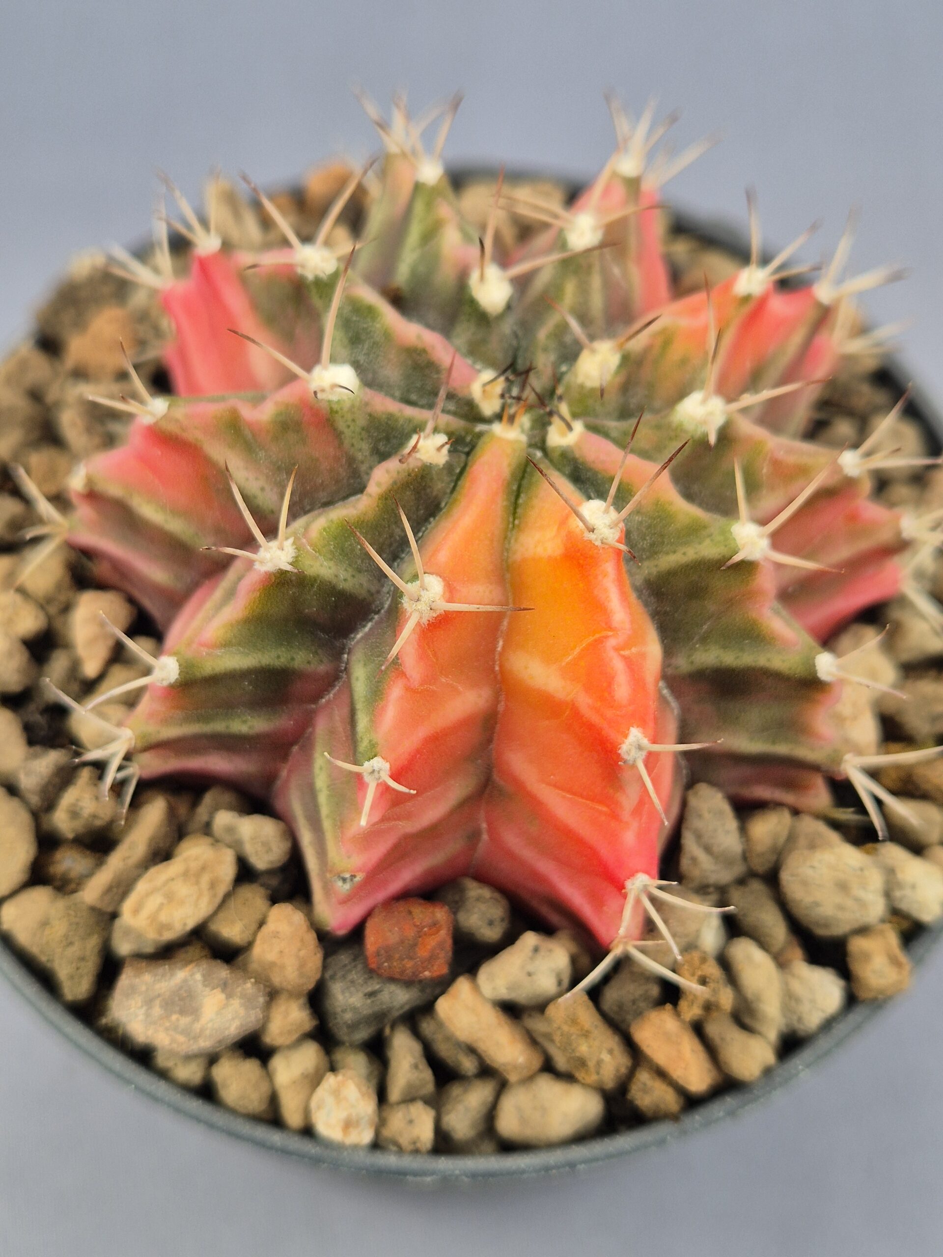 20250217_143726 Gymnocalycium Mihanovichii variegata 002 - Imagen 1