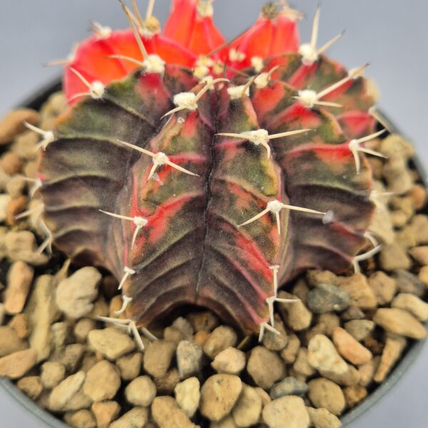 Gymnocalycium Mihanovichii variegata 003