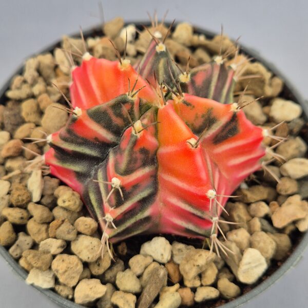Gymnocalycium Mihanovichii variegata 004