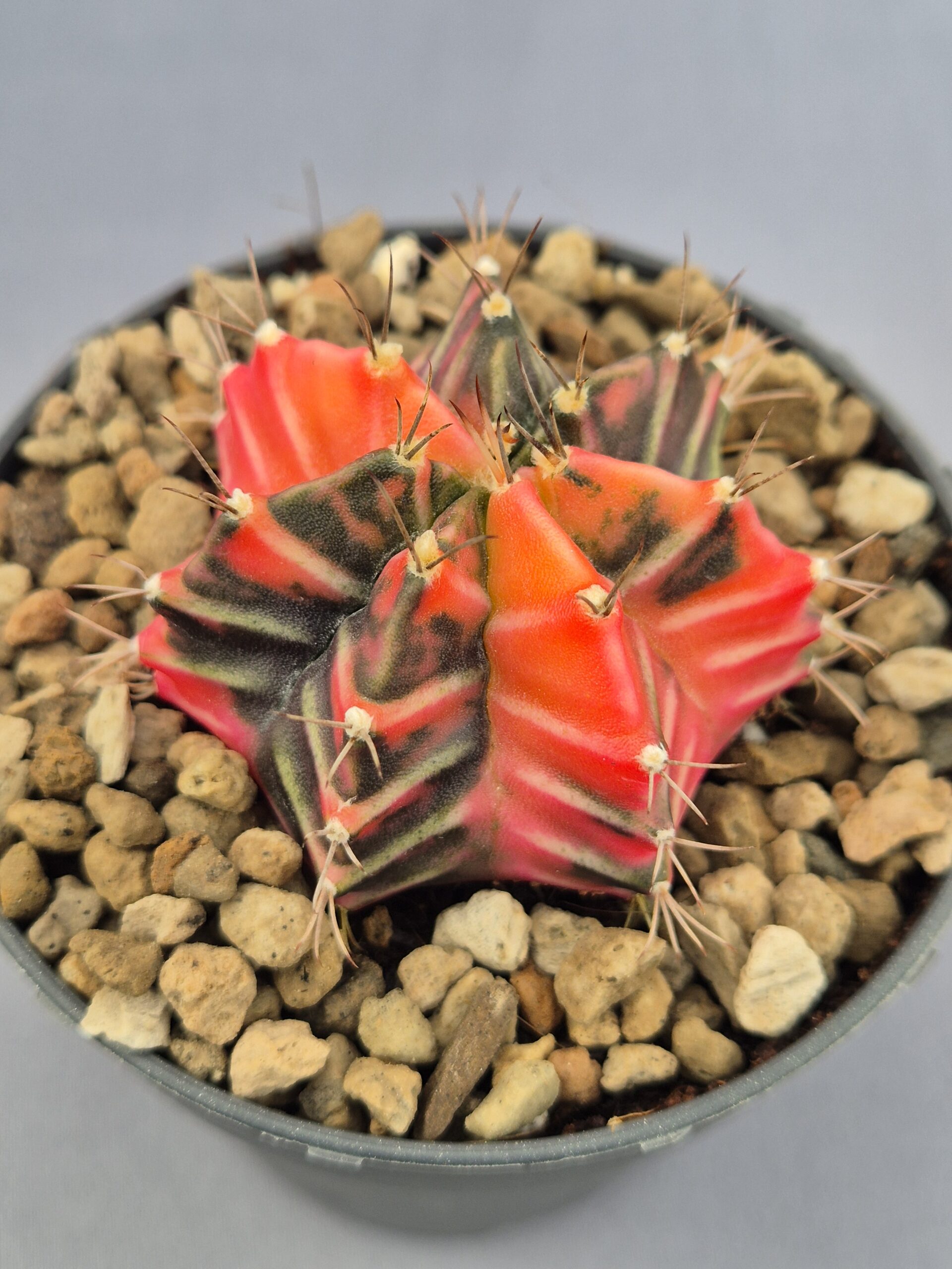 20250217_144054 Gymnocalycium Mihanovichii variegata 004 - Imagen 1