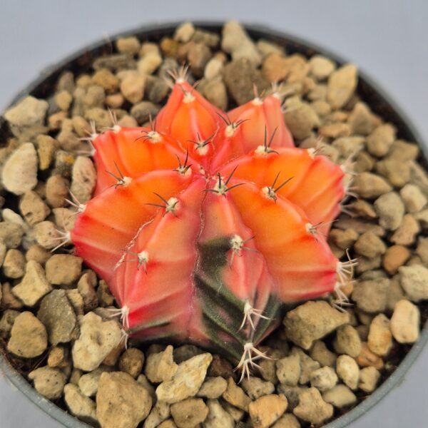 Gymnocalycium Mihanovichii variegata 005