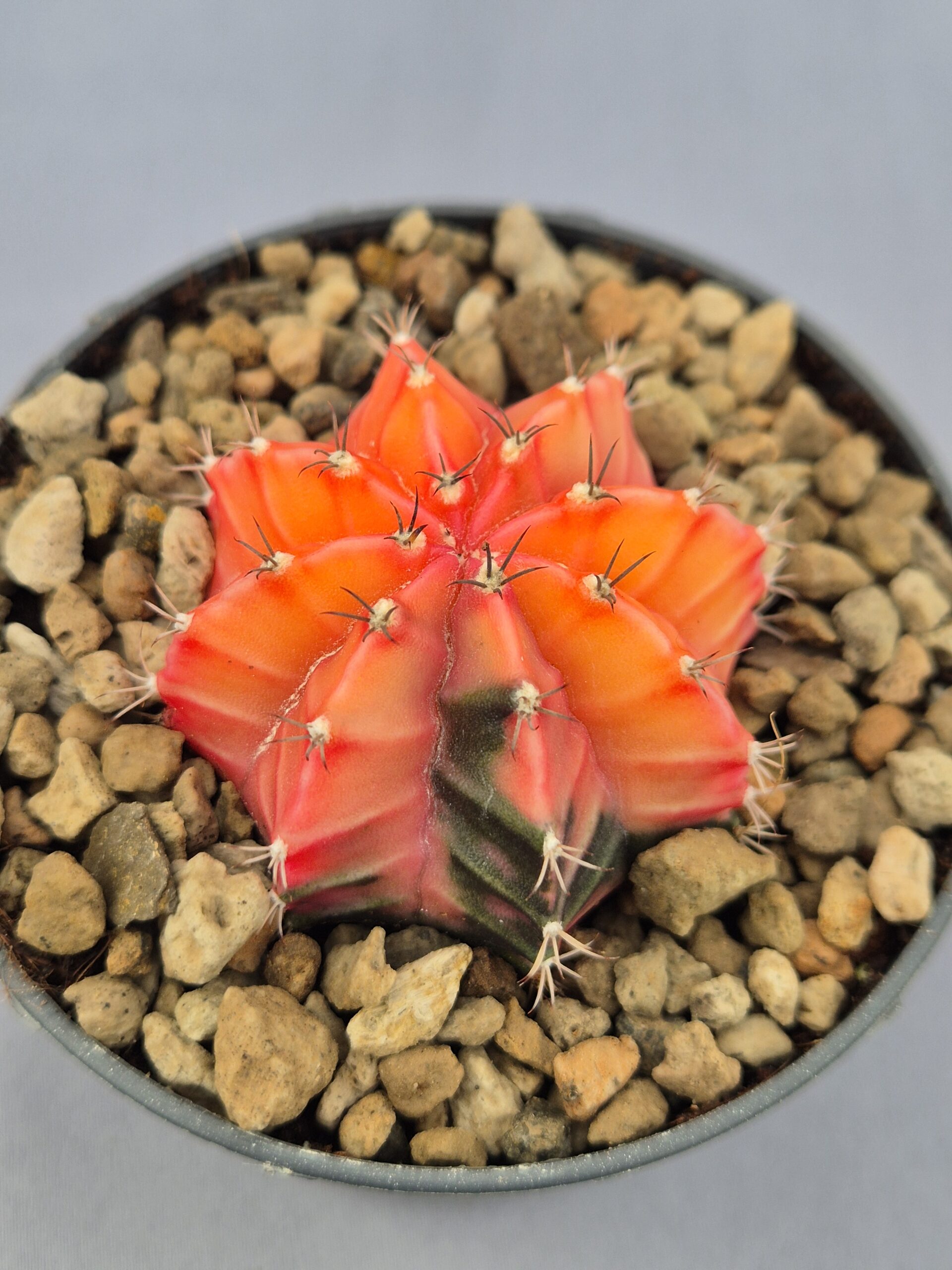 20250217_144239 Gymnocalycium Mihanovichii variegata 005 - Imagen 1