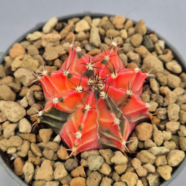 Gymnocalycium Mihanovichii variegata 006