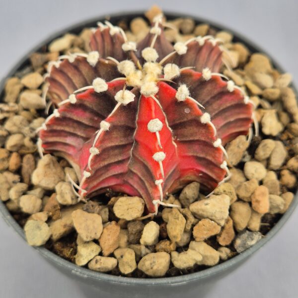 Gymnocalycium Friedrichii variegata 001