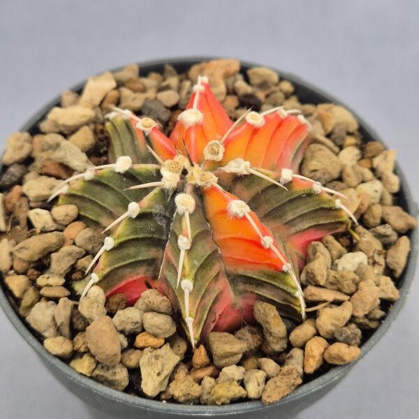 Gymnocalycium Friedrichii variegata 003