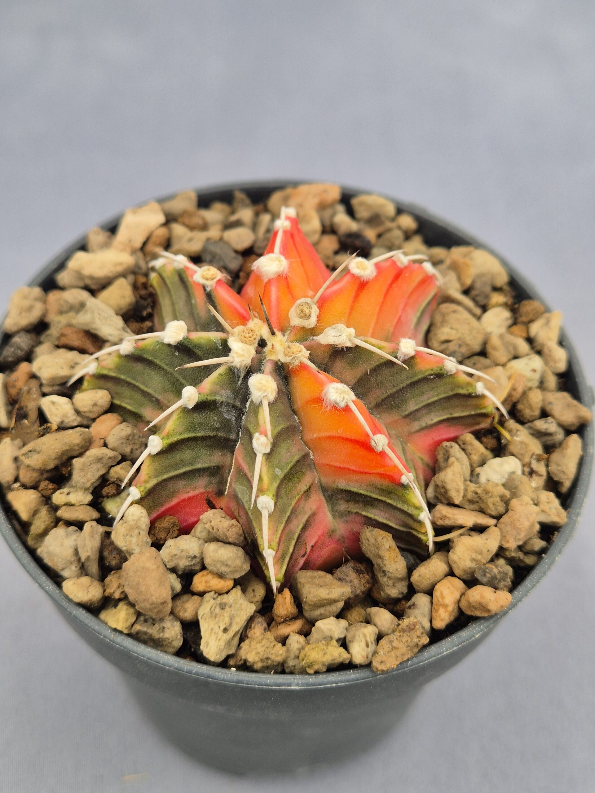 20250217_150044 Gymnocalycium Friedrichii variegata 003 - Imagen 1