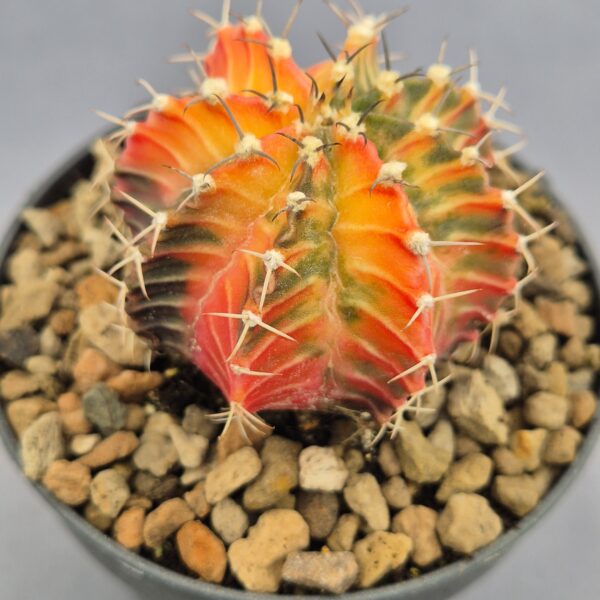 Gymnocalycium Friedrichii variegata 004