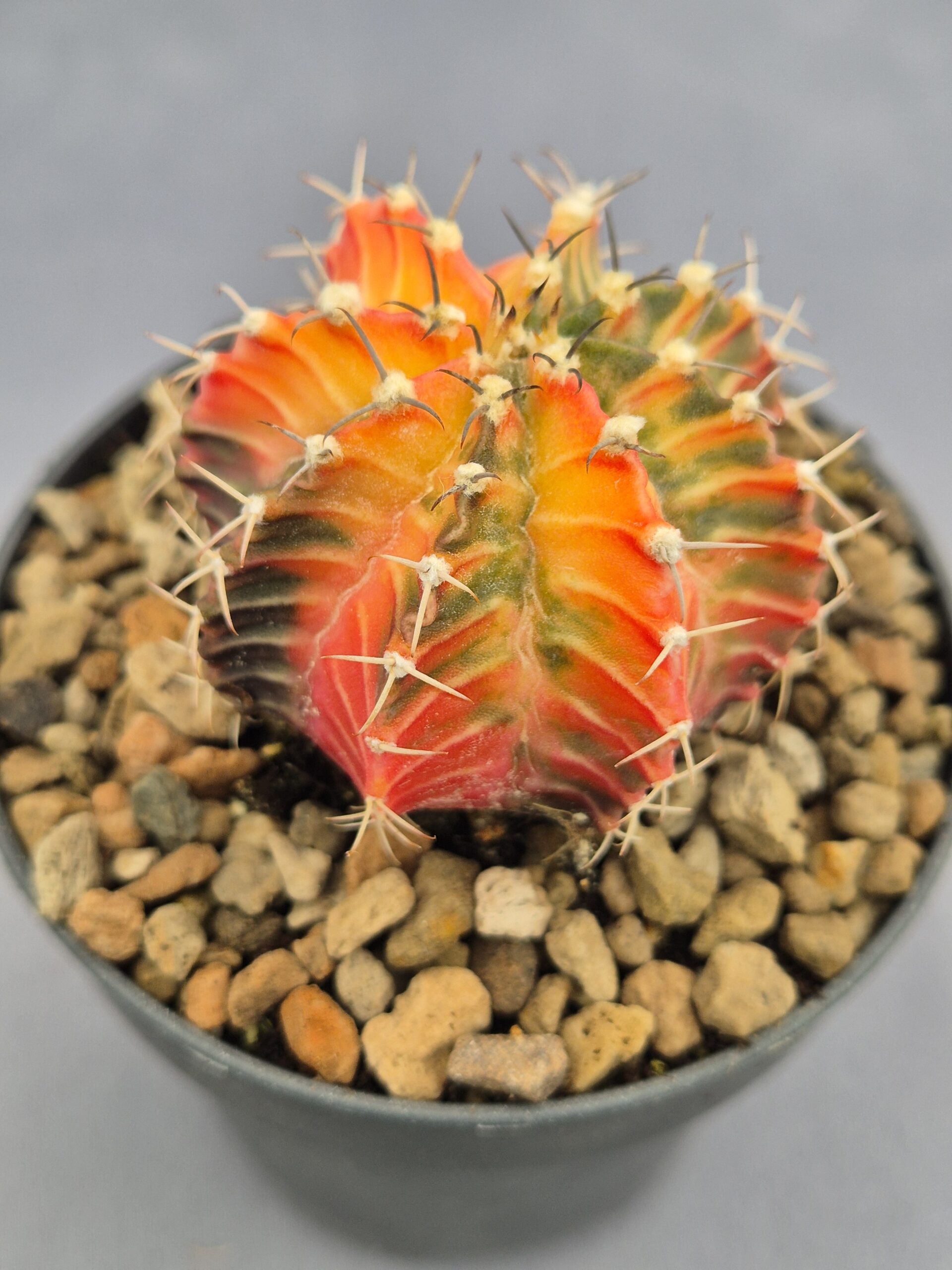 20250217_150158 Gymnocalycium Friedrichii variegata 004 - Imagen 1