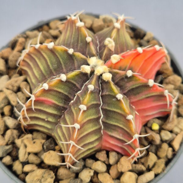 Gymnocalycium Friedrichii variegata 005