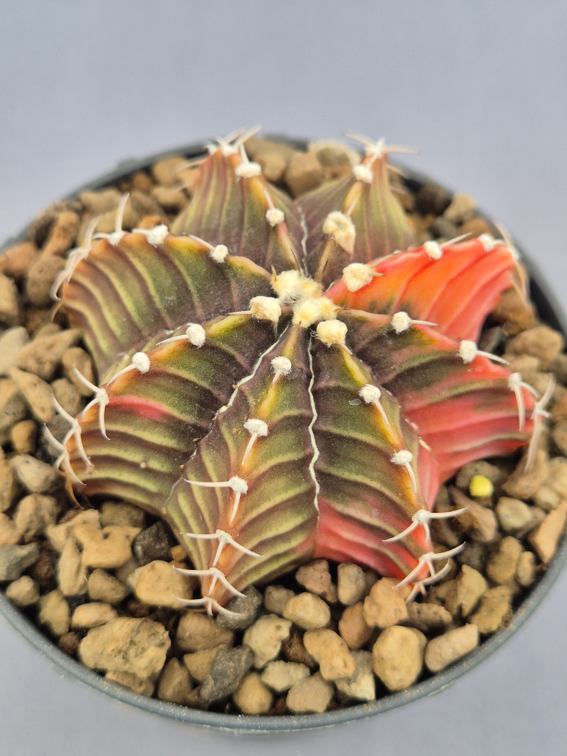 20250217_150449 Gymnocalycium Friedrichii variegata 005 - Imagen 1