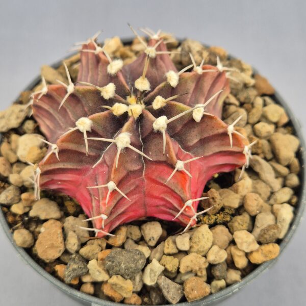 Gymnocalycium Friedrichii variegata 006