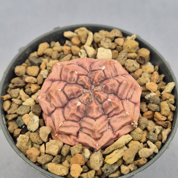 Gymnocalycium Mihanovichii Purple Nebula