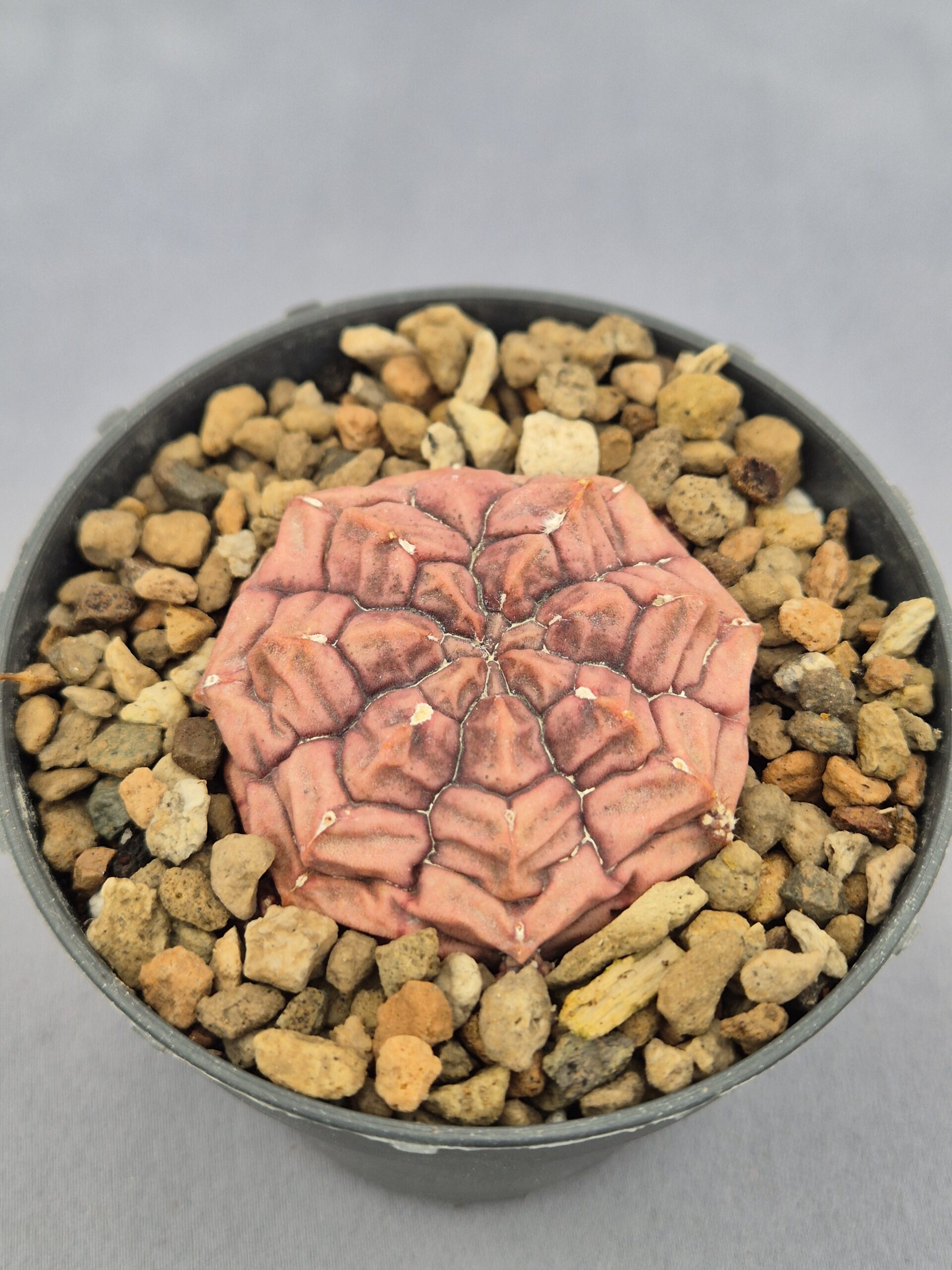 20250217_151016 Gymnocalycium Mihanovichii Purple Nebula - Imagen 1