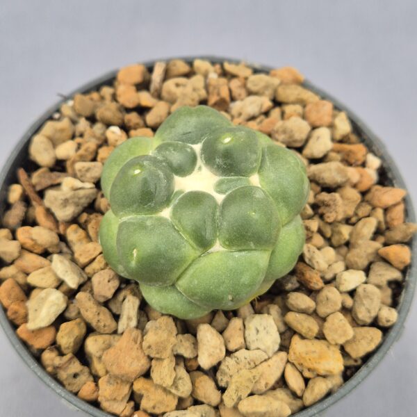 Coryphantha Elephantidens inermis