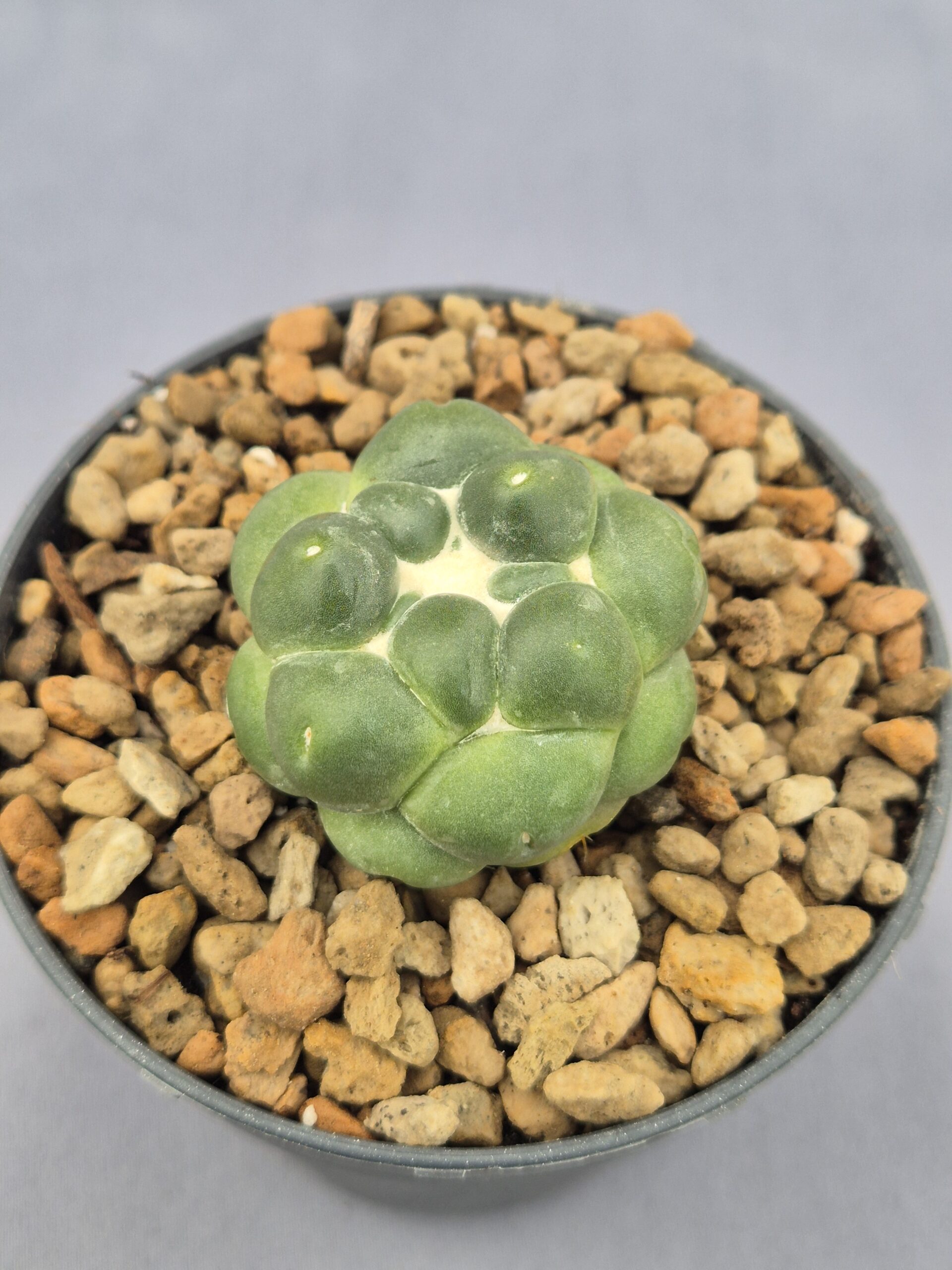 20250217_151152 Coryphantha Elephantidens inermis - Imagen 1