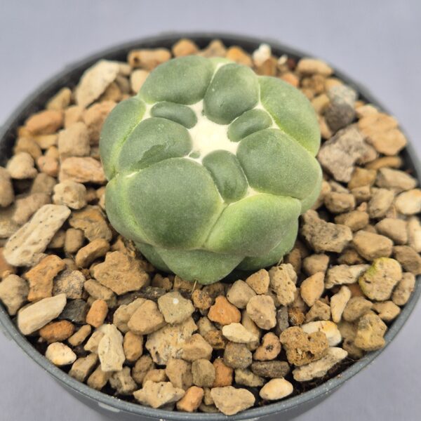 Coryphantha Elephantidens inermis