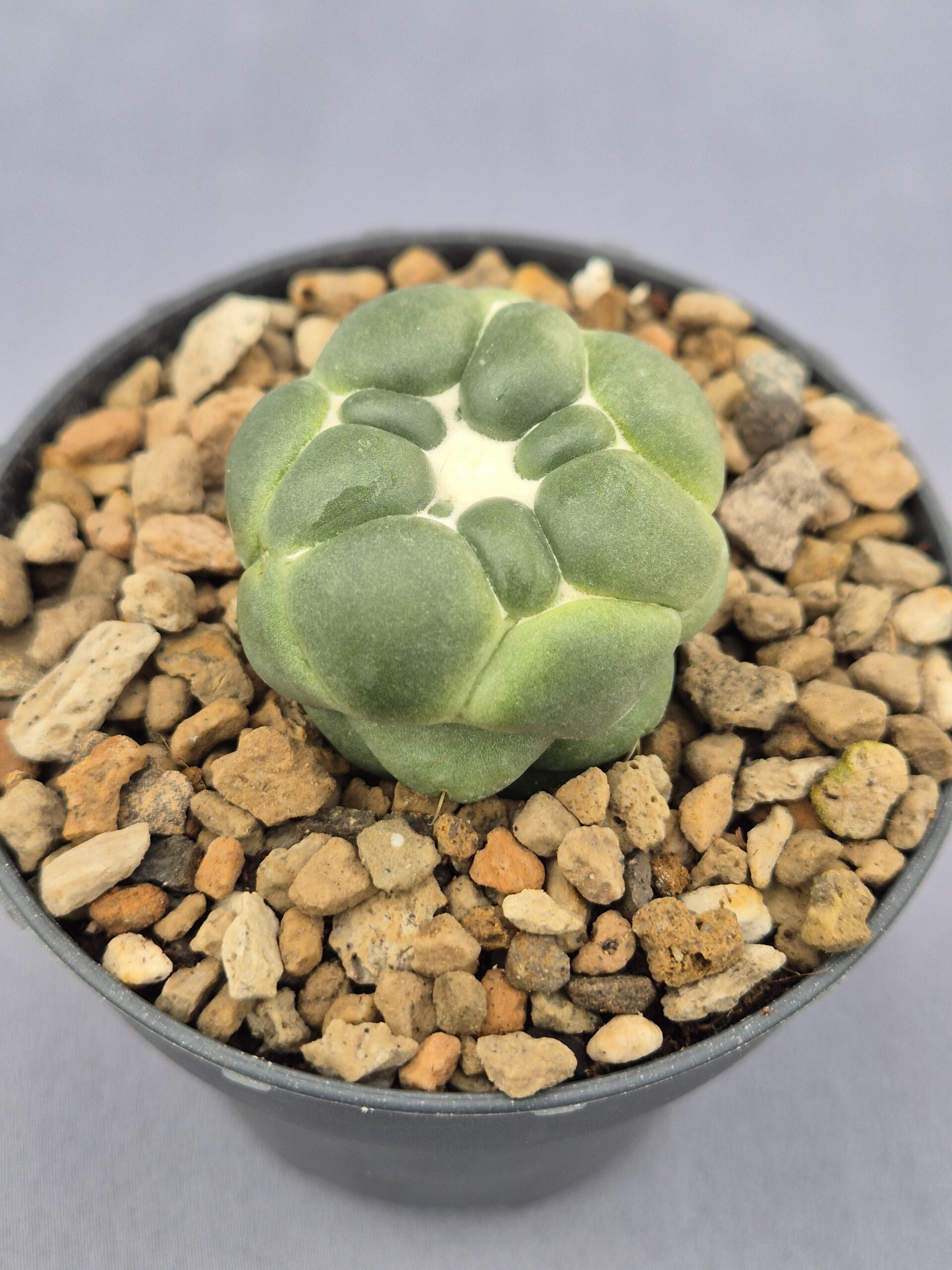 20250217_151349 Coryphantha Elephantidens inermis - Imagen 1