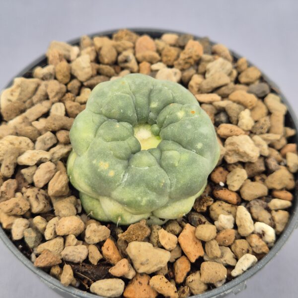 Coryphantha Elephantidens inermis monstruosa